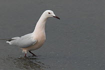 Slender billed gull {Chroicocephalus genei} Camargue, France