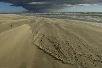 Wind and sand erosion on Piemanson beach, Camargue, France