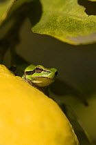 Mediterranean tree frog {Hyla meridonalis} on a lemon, Camargue, France