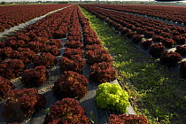 Rows of Lettuces grown through plastic sheeting, horticulture, Candillargues, Languedoc, France