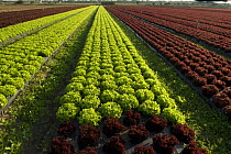 Rows of Lettuces grown through plastic sheeting, horticulture, Candillargues, Languedoc, France