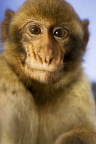 Young curious Barbary ape (Macaca sylvanus) Gibraltar