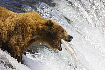 Grizzly / Brown bear (Ursus arctos horribilis) female catching salmon at Brooks Falls, Katmai, Alaska, USA. July