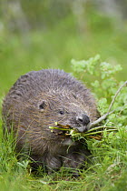 Eurasian beaver (Castor fiber) coming out of the forest with food, Norway. June