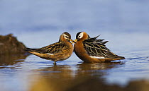 Grey Phalarope (Phalaropus fulicarius) female on the right and male on the left at nesting pond in arctic Alaska, USA. Digitally altered - rock removed. June