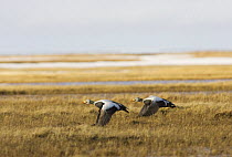 Two Spectacled Eider (Somateria fischeri) males flying over arctic tundra, Barrow, Alaska, USA. June