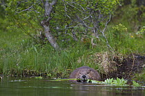 Eurasian beaver (Castor fiber) feeding at water edge, Norway. June