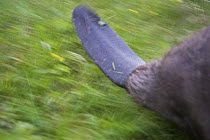 Tail of Eurasian beaver (Castor fiber) rushing though the forest, Norway. June
