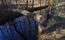 Tree felled by Eurasian beaver (Castor fiber) in Beech forest, Sweden. November