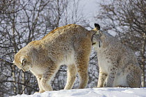 European lynx (Lynx lynx) courtship behaviour. Male smelling female scents, Norway, captive. March