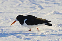 Oystercatcher (Haematopus ostralegus) arriving early at nesting ground in Norway, with snow still on the ground in March