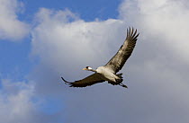 Common Crane (Grus grus) flying against blue sky at Hornborgasjön, Hornborga Lake, Sweden. April