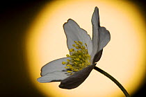 Wood anemone (Anemone nemorosa) against sunset, sun in the background, Norway. April