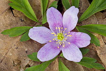 Wood anemone (Anemone nemorosa) on forest floor, Norway. Pink variation. May