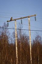 Golden Eagle (Aquila chrysaetos) sitting on electric pole, Norway. Dangerous situation. May