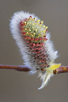The colourful male flower of the willow {Salix myrsinites}, Norway. May