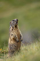 Alpine marmot (Marmota marmota) standing up, showing teeth, Pyrenees, Spain