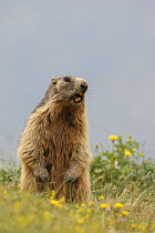 Alpine marmot (Marmota marmota) standing up, showing teeth, Pyrenees, Spain