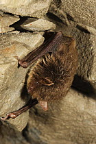 Daubenton's bat (Myotis daubentonii) roosting in cave in spring. Spain