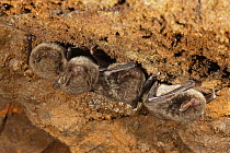 Daubenton's bats (Myotis daubentonii) roosting in cave in spring. Spain