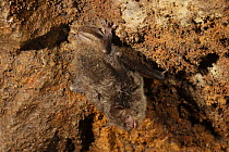 Daubenton's bat (Myotis daubentonii) roosting in cave in spring. Spain