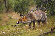 Red fox (Vulpes vulpes) Female stalking prey, Monfrage NP, Spain