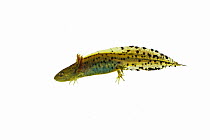 Great crested newt (Tristis cristatus) larva swimming, side view against white background