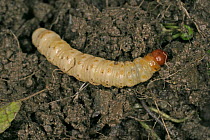 Caterpillar larva of Swift moth (Korscheltellus lupulina) feeding on plant root, Wales, December