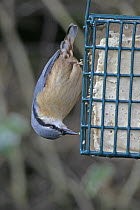 European nuthatch (Sitta europeae) feeding from fat feeder, Wales, January