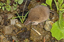 Lesser / Pygmy shrew (Sorex minutus) hunting for insects on ground, UK