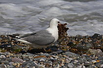 Kittiwake (Rissa tridactyla) collecting seaweed from beach for nest building, UK
