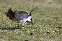 Lapwing (Vanellus vanellus) pulling worm from ground, rear view, UK