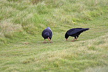 Chough (Pyrrhocorax pyrrhocorax) pair feeding on mountain path, Wales, UK
