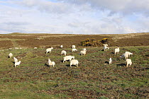 Feral goat {Capra hircus} flock grazing, Great Orme, North Wales, UK