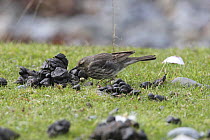 Rock pipit (Anthus petrosus) hunting for flies in horse manure, UK