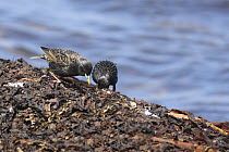 Common starling (Sternus vulgaris) feeding amongst rotting seaweed on tideline, UK