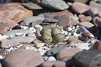 Ringed plover (Charadrius hiaticula) ground nest with four eggs, UK