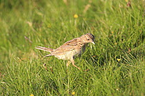 Skylark (Alauda arvensis) hunting in grassland, UK