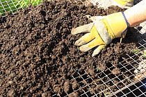 Sieving compost through one inch mesh to remove large lumps, UK, model released