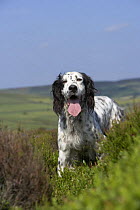 English Setter hunting for grouse on Yorkshire moorland, panting in heat of summer, UK