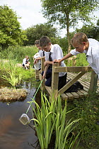 School children pond dipping from a viewing platform, UK