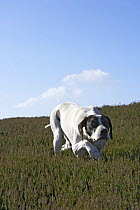 English short-haired, smooth, pointer working on a grouse moor, pointing at quarry bird during a shoot, UK