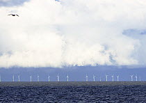 Offshore windfarm and Gull, Liverpool Bay, Irish Sea, UK.
