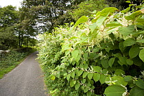 Japanese Knotweed {Fallopia japonica} an invasive plant of the British countryside, UK