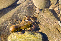 Native White Clawed Crayfish {Austropotamobius pallipes} on the bed of the river Lune, Cumbria, UK