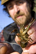 Research scientist examing a native White Clawed Crayfish {Austropotamobius pallipes} female with eggs, river Lune, Cumbria, UK