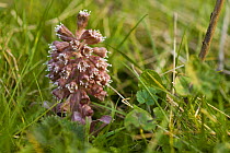 Butterbur flowerhead {Petasites sp} UK
