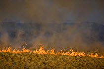 A grassfire burns over acres of dry moorland, Lancashire, UK