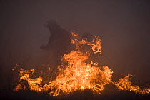 Fireman beating out a grass fire on moorland, Lancashire, UK