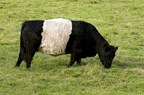 Belted Galloway (Bos taurus) Beef breed of cattle, grazing, Hertfordshire, England, UK